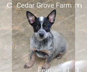 Australian Cattle Dog Puppy for sale in WINGATE, NC, USA