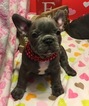Small Photo #15 French Bulldog Puppy For Sale in OCEANSIDE, CA, USA