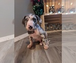 Small Photo #1 Great Dane Puppy For Sale in WOOSTER, OH, USA