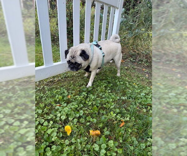 Medium Photo #4 Pug Puppy For Sale in Indianapolis, IN, USA