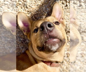 Labrador Retriever-Unknown Mix Dogs for adoption in West Cornwall, CT, USA
