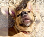 Roo - Male Labrador Retriever-Unknown Mix Dog for Adoption - Small photo