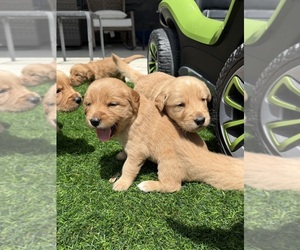 Golden Retriever Puppy for sale in LATHROP, CA, USA