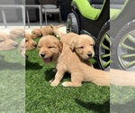 Small Golden Retriever