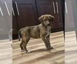 Small #3 Mutt
