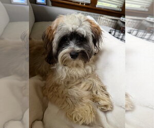 Shih Tzu-Unknown Mix Dogs for adoption in St. Louis Park, MN, USA