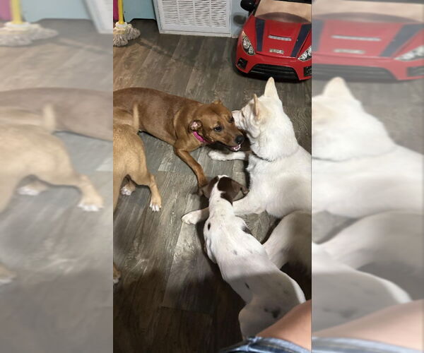 Medium Photo #6 Labrador Retriever-Rhodesian Ridgeback Mix Puppy For Sale in Ball Ground, GA, USA