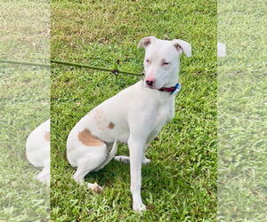 Tower - Female Catahoula Leopard Dog-Unknown Mix Dog for Adoption - Photo #9