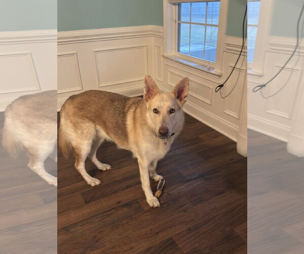 Medium Photo #3 German Shepherd Dog Puppy For Sale in Holly Hill, SC, USA