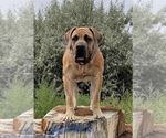 Small Photo #1 Boerboel Puppy For Sale in DELTA, CO, USA