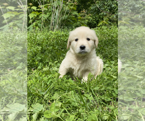 Medium Photo #6 Golden Retriever Puppy For Sale in WEAVERVILLE, NC, USA