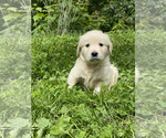 Small #5 Golden Retriever