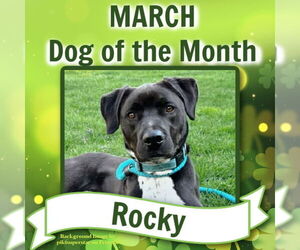 Rocky - Male Boxer-Brittany Mix Dog for Adoption - Photo #2