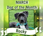 Small #1 Boxer-Brittany Mix