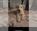 Small #2 Great Pyrenees Mix
