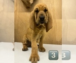Small #11 Bloodhound