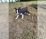 Small #1 Boston Terrier