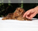 Small #4 Yorkiepoo mix (+ Poodle Toy)