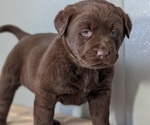 Small #4 Labrador Retriever