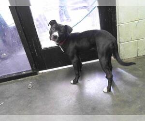 American Pit Bull Terrier-Unknown Mix Dogs for adoption in Tulsa, OK, USA