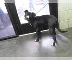 Small American Pit Bull Terrier Mix