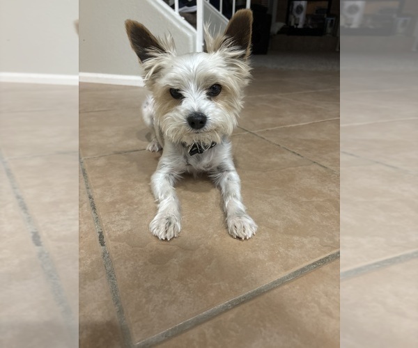 Medium Photo #1 Yorkshire Terrier Puppy For Sale in MARICOPA, AZ, USA