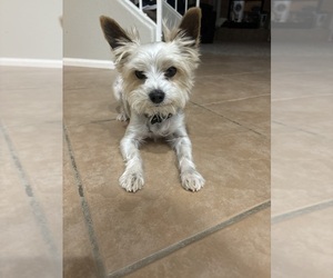 Father of the Yorkshire Terrier puppies born on 03/25/2026
