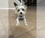 Small Photo #1 Yorkshire Terrier Puppy For Sale in MARICOPA, AZ, USA