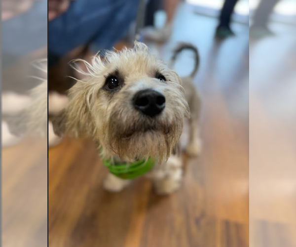 Medium Photo #3 Mutt Puppy For Sale in Cranston, RI, USA