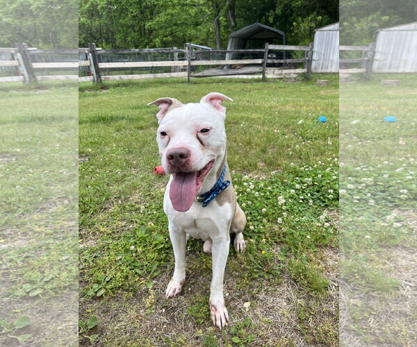 Medium Photo #3 American Staffordshire Terrier Puppy For Sale in Spring Lake, NJ, USA