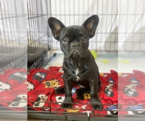 French Bulldog Puppy for sale in COLORADO SPRINGS, CO, USA