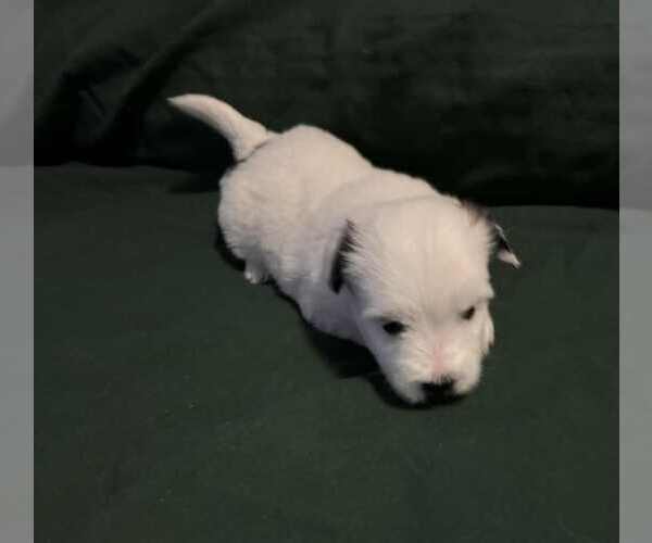 Medium Photo #2 Coton de Tulear Puppy For Sale in TIMBER, OR, USA