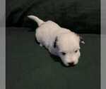 Small #1 Coton de Tulear