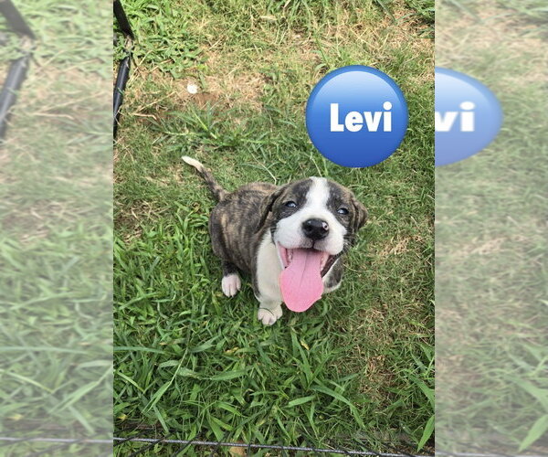 Medium Photo #1 Mutt Puppy For Sale in Wenonah, NJ, USA