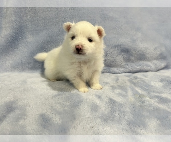 Medium Photo #29 Pomeranian Puppy For Sale in DES MOINES, WA, USA