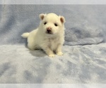 Small #28 Pomeranian