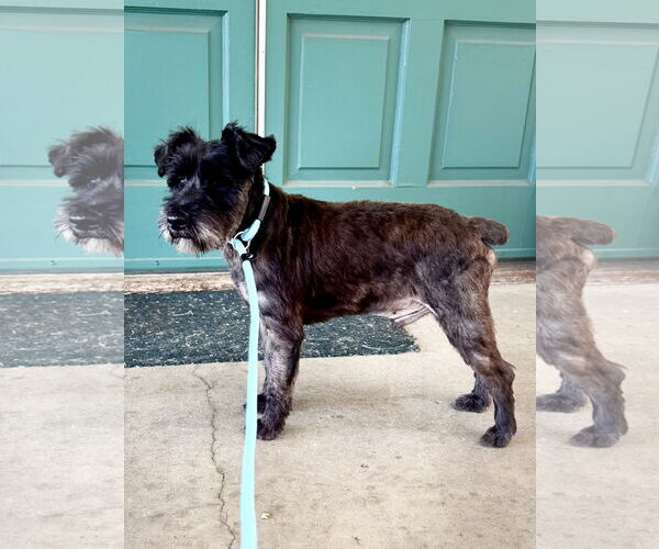 Medium Photo #3 Mutt Puppy For Sale in Newport Beach, CA, USA