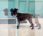 Small #2 Mutt