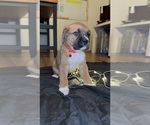 Puppy Newt Anatolian Mastiff-Cane Corso Mix