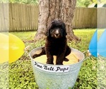 Small #5 Labradoodle