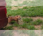 Small #2 American Staffordshire Terrier-Black Mouth Cur Mix