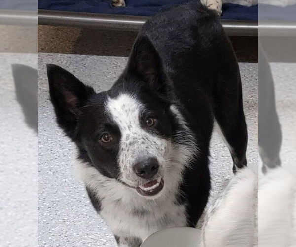 Medium Photo #1 Border Collie Puppy For Sale in Highland, IL, USA