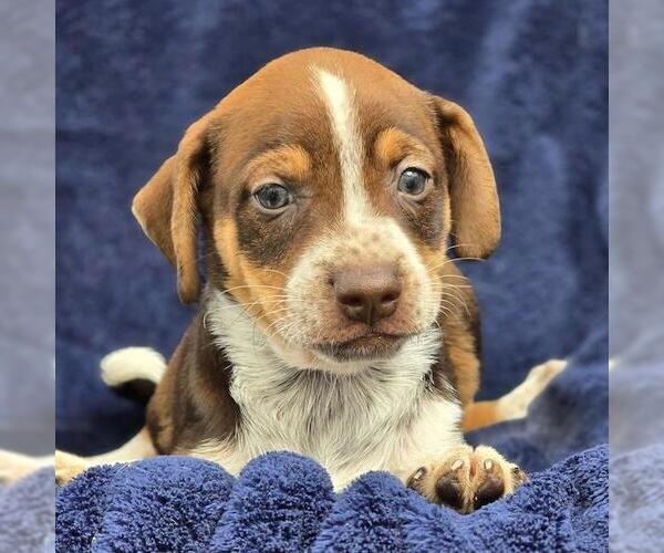 Medium Photo #1 Chihuahua-Unknown Mix Puppy For Sale in San Diego, CA, USA