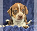 Phoenix Pup - Maricopa - Adopted! - Female Chihuahua-Unknown Mix Dog for Adoption - Small photo
