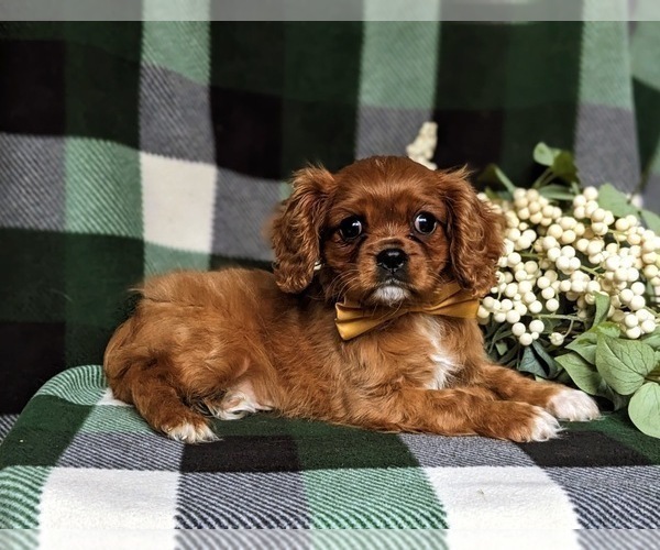 Medium Photo #8 Cavalier King Charles Spaniel Puppy For Sale in QUARRYVILLE, PA, USA