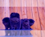 Small Photo #1 Chow Chow Puppy For Sale in CANYON CNTRY, CA, USA