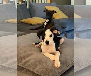 BACON - Male Mutt Dog for Adoption - Photo #2