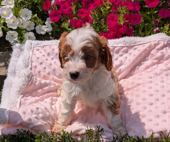 Medium Photo #2 Cavapoo Puppy For Sale in GOSHEN, IN, USA