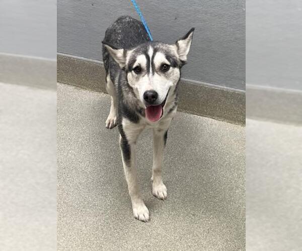 Medium Photo #1 Siberian Husky-Unknown Mix Puppy For Sale in Las Vegas, NV, USA