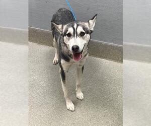 Siberian Husky-Unknown Mix Dogs for adoption in Las Vegas, NV, USA